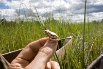 13: Painted Reed Frog (Okavango delta)