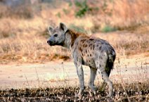 4: Spotted Hyaena (Waza national Park)