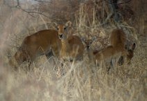 16: Uganda kobs  at  Waza N.P.