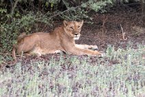 1: Lioness in Zakouma N.P.