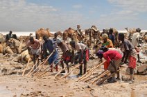 21: Taken salt blocks from the ground (Danakil salt mine)