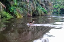 16: Antilope Sitatunga crossing Ivindo river