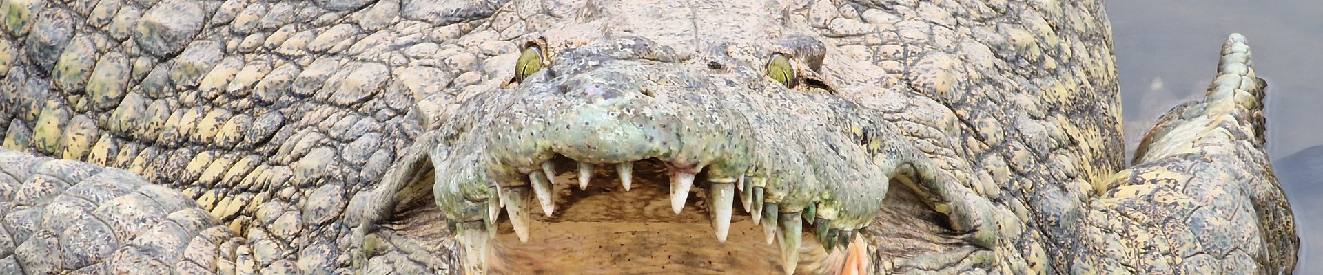 Haga clic para mostrar u ocultar los botones