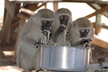 8: Cercopithecus enjoying our food