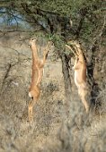 20: Gerenuk male and female getting food  (Buffalo Springs)