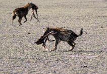7: Hyenas after hunting