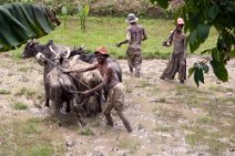 17: Zebus plowing the rice fields