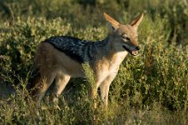 18: Jackal (Etosha)