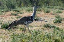 17: Kori Bustard (Etosha)