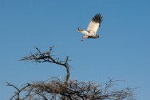 7: Pale chanting Goshawk flying (Etosha)