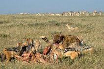 19: Scavenger feast (Etosha)