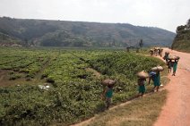 18: Coming back from tea plantations