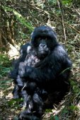 1: Mum with three days old baby (Parc National des Volcans)