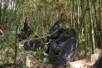 12: Part of the family (Parc National des Volcans)