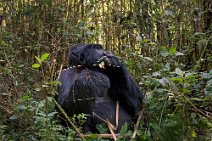 13: Silver Back eating bamboo (Parc National des Volcans)