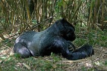 2: Silver Back laying (Parc National des Volcans)