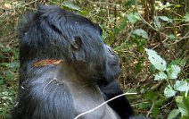 17: Silver Back scar (Parc National des Volcans)
