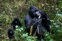 16: Silverback and two kids (Parc National des Volcans)