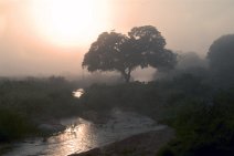 22: Sunrise at Kruger Park