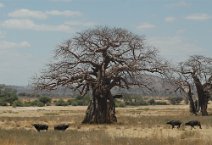 17: Buffalos runing in Ruaha N. P.