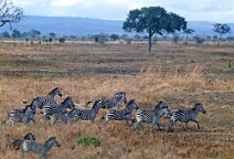 10: Mikumi National Park