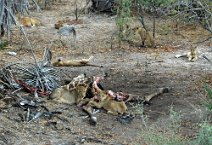 7: Young lions eating a giraffe  Selous