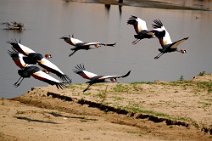 8: Crowded cranes in Queen Elizabeth N.P.