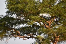 14: Leopard eating his prey