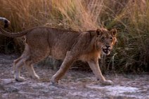 2: Lioness in Queen Elizabeth N.P.