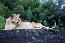 11: Pregnant lioness in Kidepo N.P.