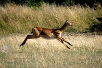 4: Uganda Kob female in Murchinson Falls N.P.