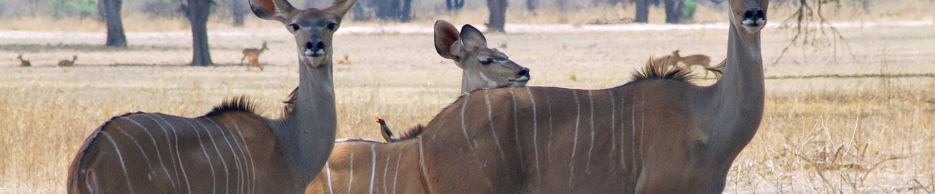 Haga clic para mostrar u ocultar los botones