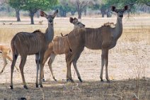 6: Great Kudus  (South Luangwa N.P.)