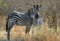 12: Mother and child (South Luangwa N.P.)