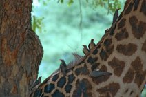 14: Yellow-billed oxpeckers  (South Luangwa N.P.)