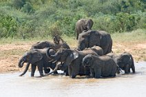 4: Mud bath (Hwange N.P.)