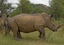 7: White Rhino in Matobo N.P.